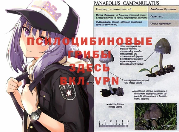 apvp Белокуриха